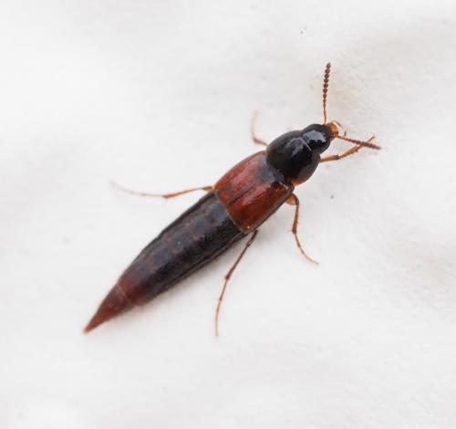 Réf. 245 928 : Mycetoporus sp.